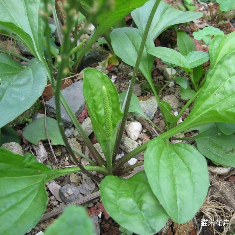 车前草 (6).jpg