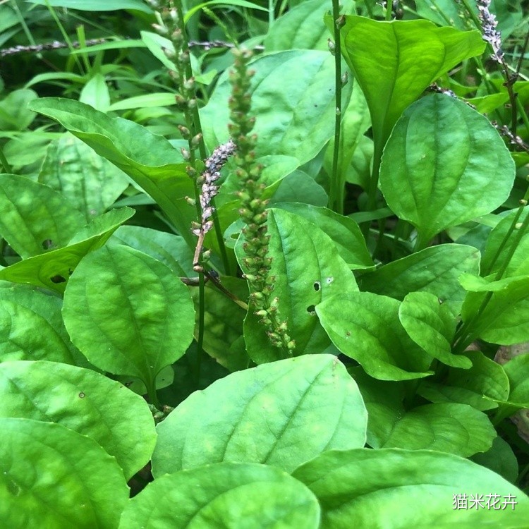 车前草 (9).jpg