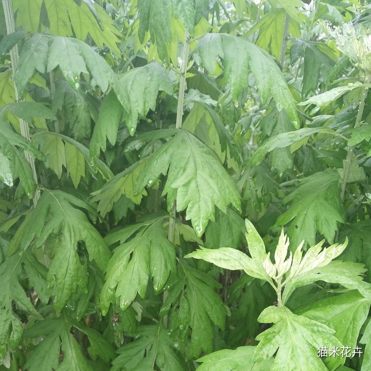 大叶艾草  (2).jpg