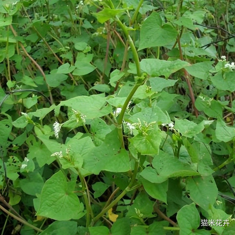野荞麦 (1).jpg
