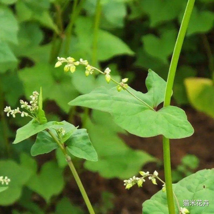野荞麦 (2).jpg