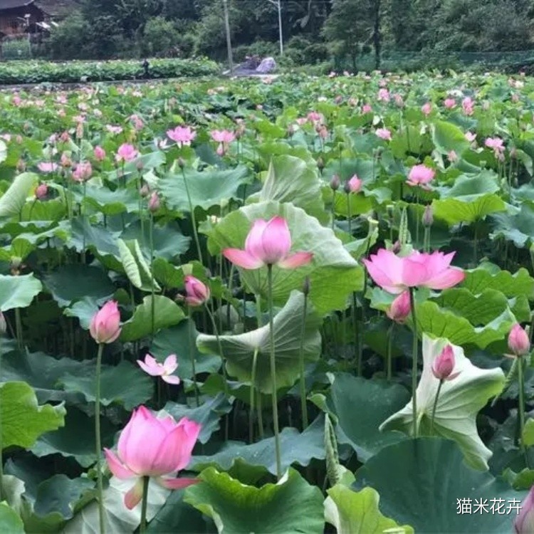 太空莲 (4).jpg