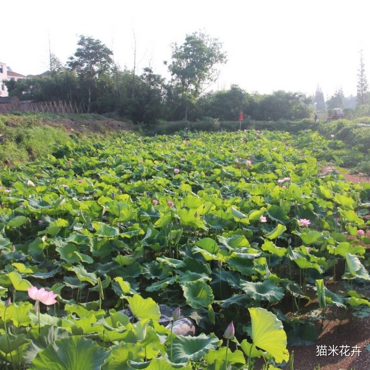 太空莲 (9).jpg