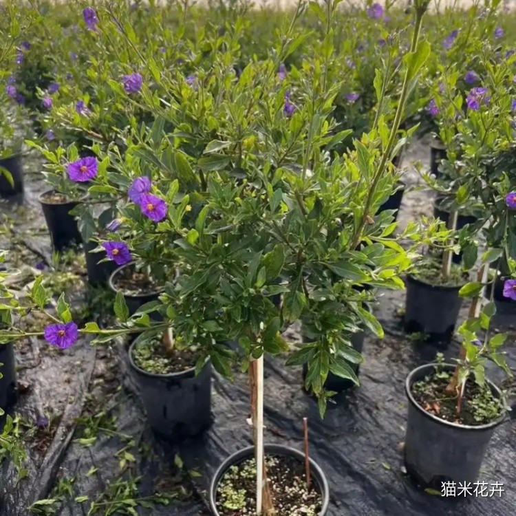蓝花茄 (11).jpg