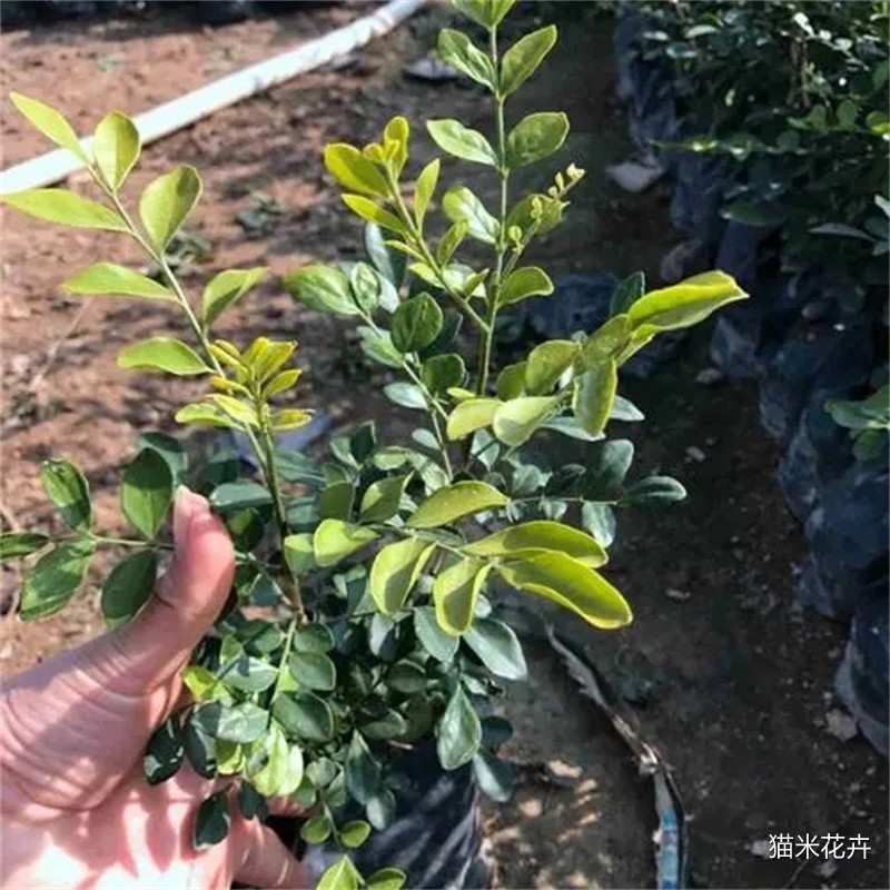微信图片_20240309103727.jpg