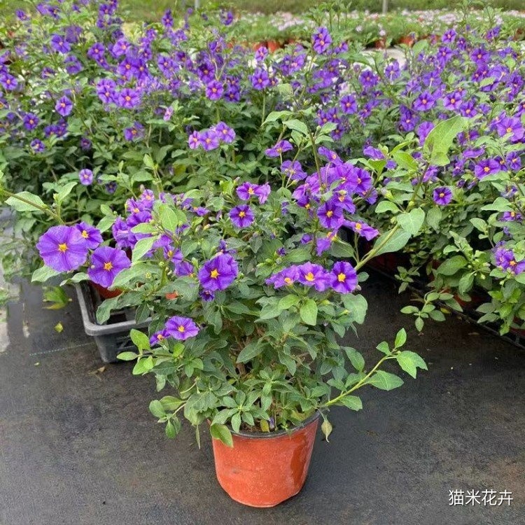 蓝花茄 (9).jpg