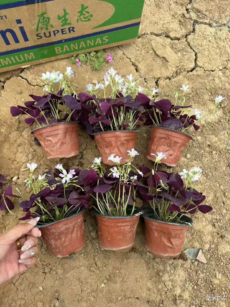mmexport1746841507531.jpg