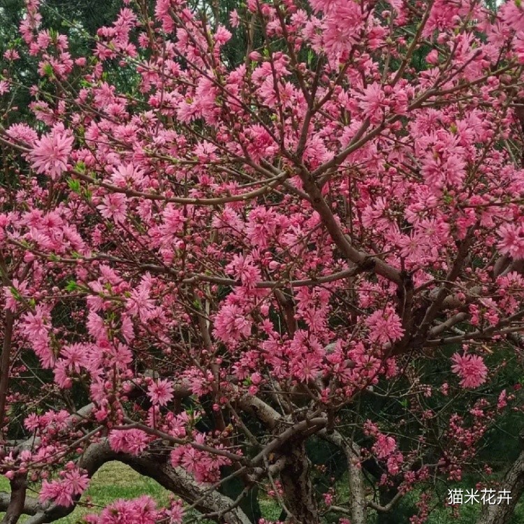 菊花桃 (1).jpg
