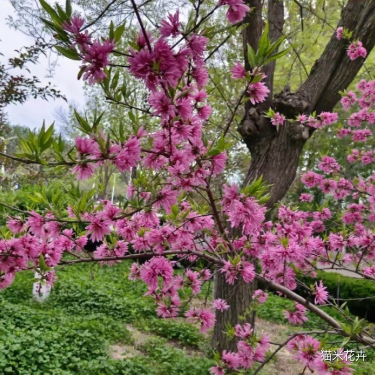 菊花桃 (2).jpg