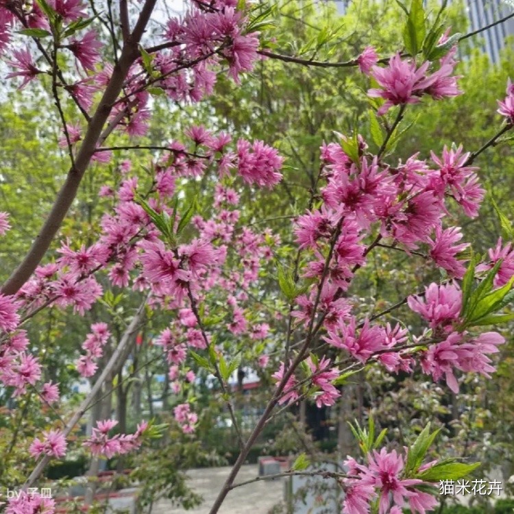 菊花桃 (3).jpg