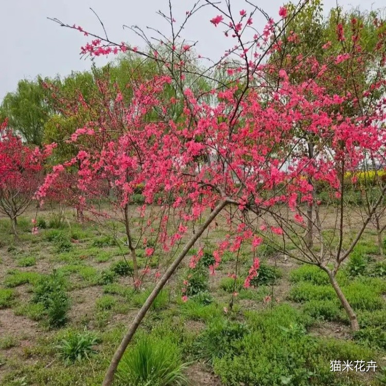 垂枝碧桃 (11).jpg