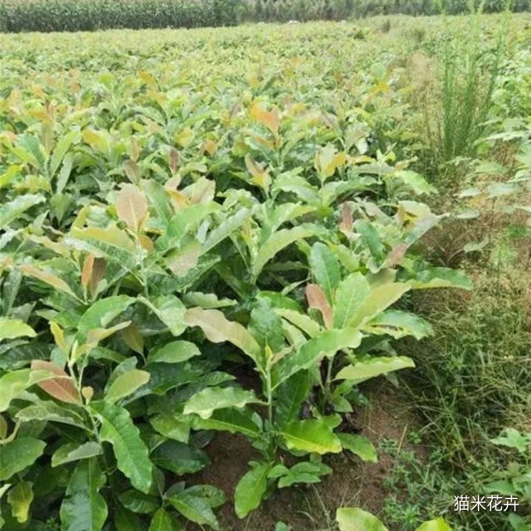 厚朴 (3).jpg
