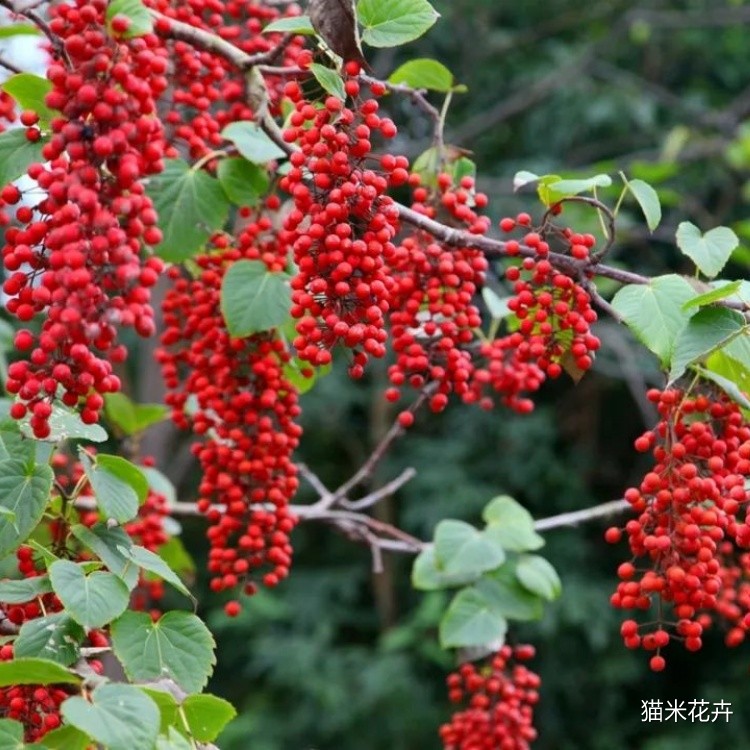 山桐子 (1).jpg