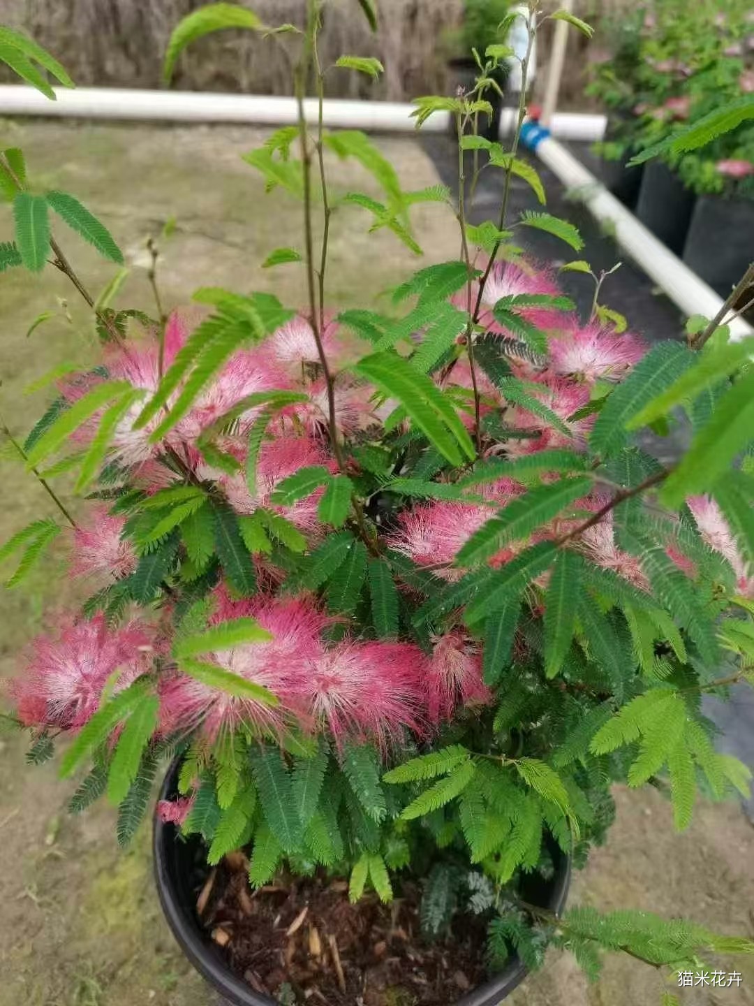 mmexport1747020487180.jpg