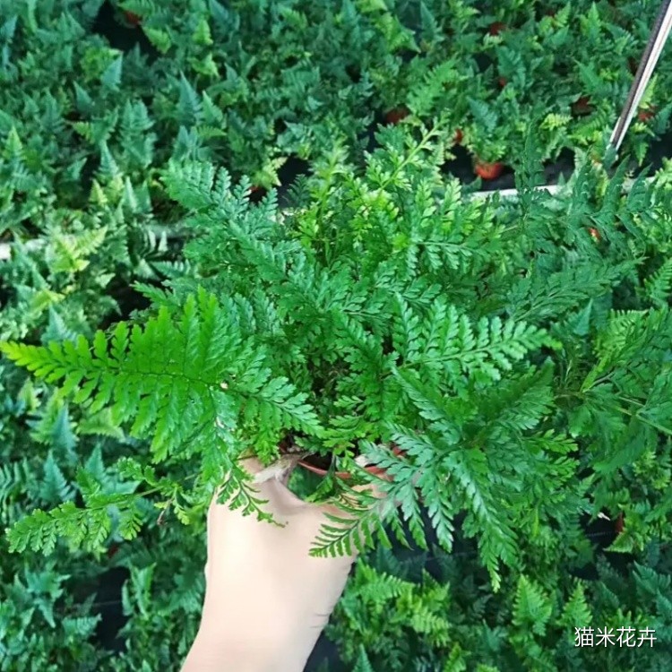 微信图片_20240309104319.jpg