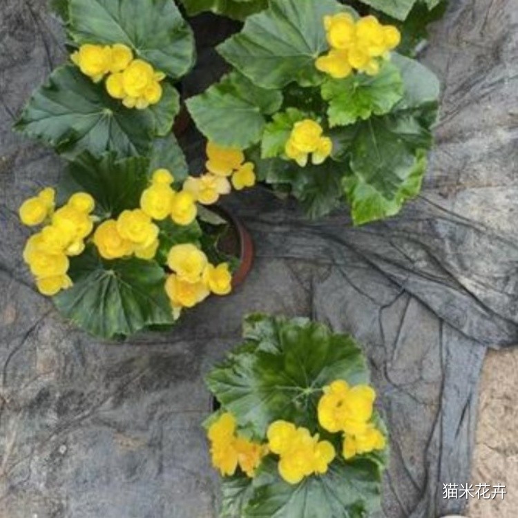 丽格海棠 (11).jpg