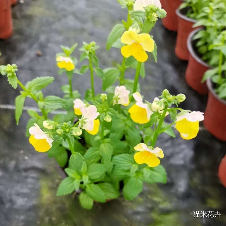 龙面花 (8).jpg