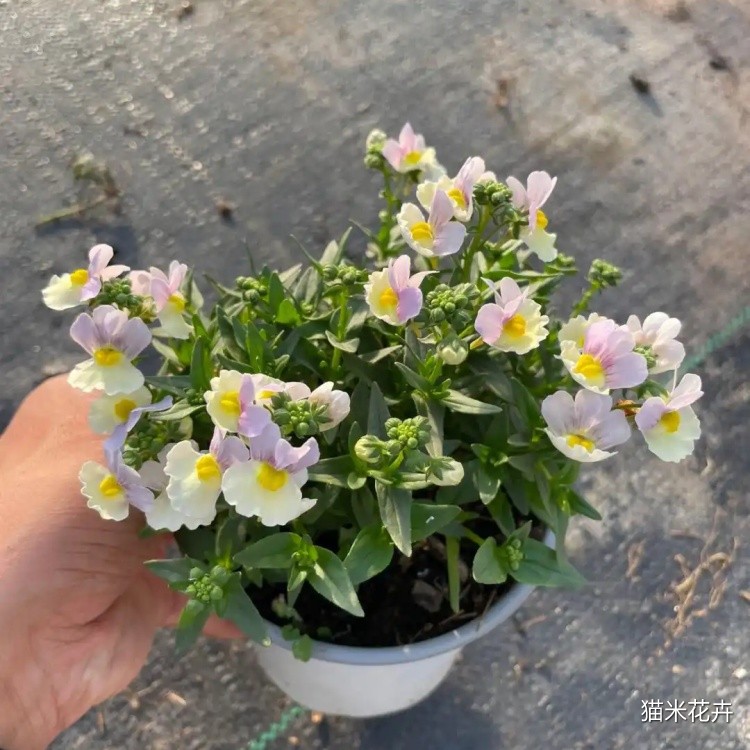 龙面花 (12).jpg