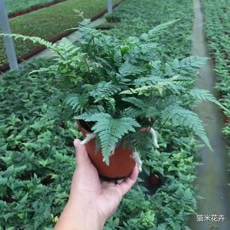 狼尾蕨 (13).jpg
