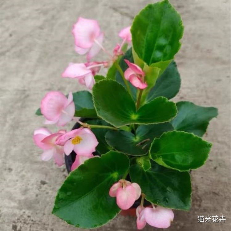 丽格海棠 (2).jpg