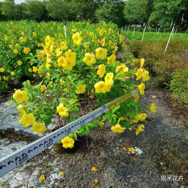 软枝黄蝉 (19).jpg