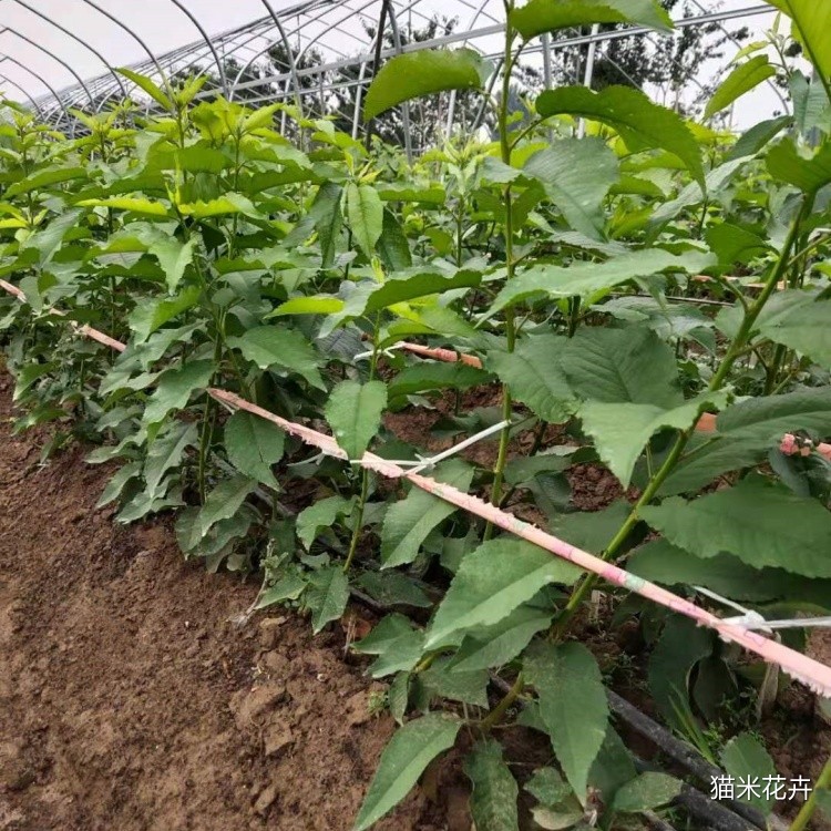 樱桃树苗 (1).jpg