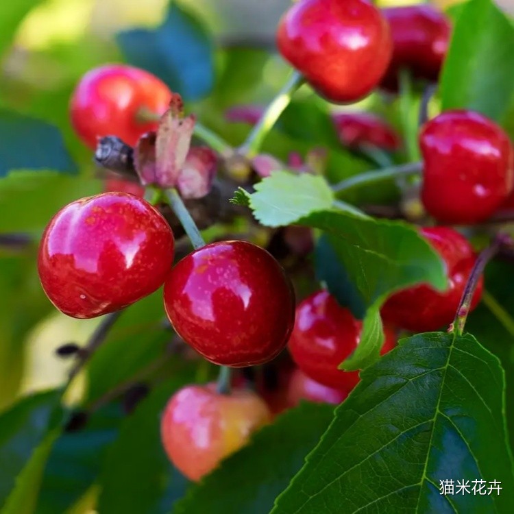 樱桃树苗 (2).jpg