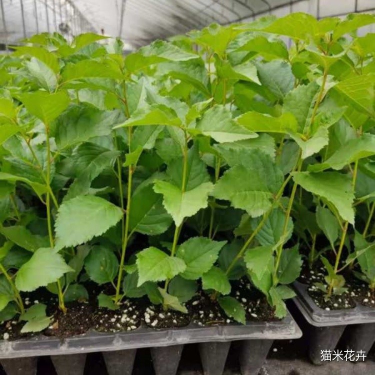 樱桃树苗 (7).jpg
