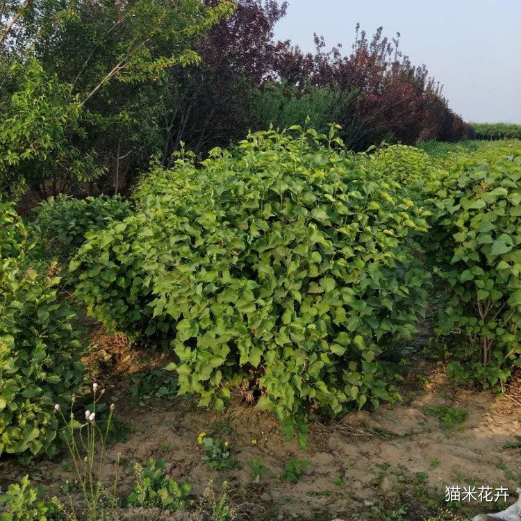 欧洲丁香 (2).jpg