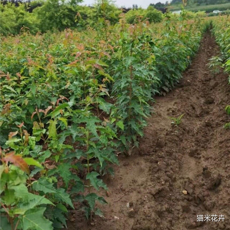 茶条槭球 (7).jpg