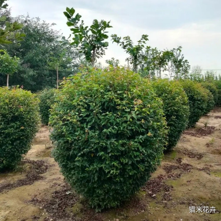 茶条槭球 (3).jpg