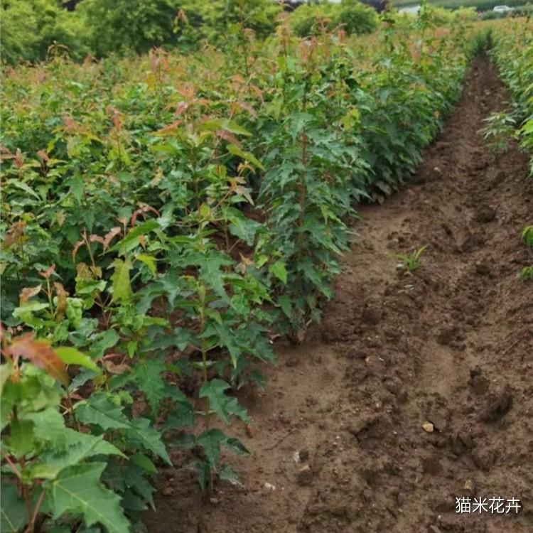 茶条槭球 (5).jpg