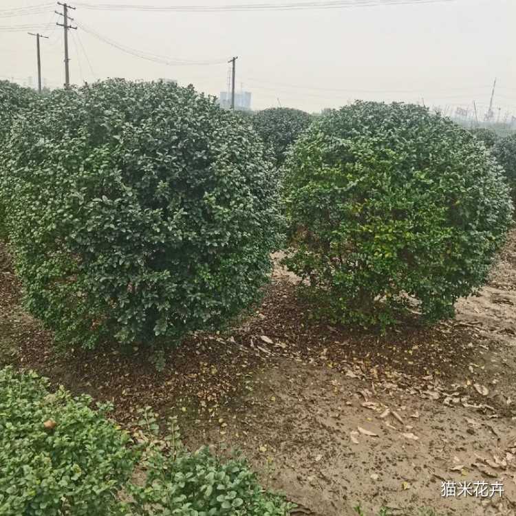水蜡球 (8).jpg