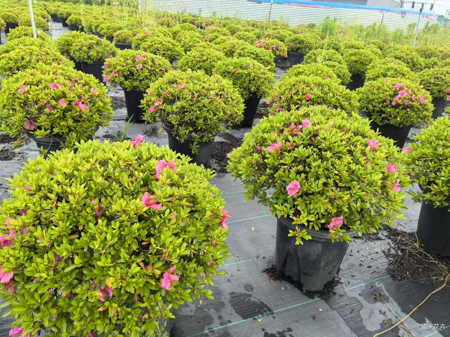 mmexport1747405171975.jpg