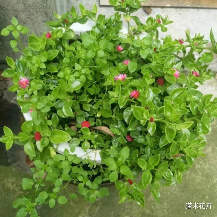牡丹吊兰 (6).jpg