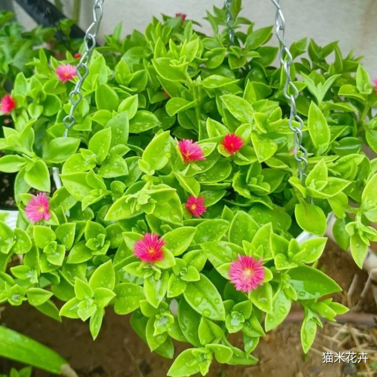 牡丹吊兰 (12).jpg