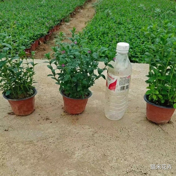 微信图片_20240715134859.jpg