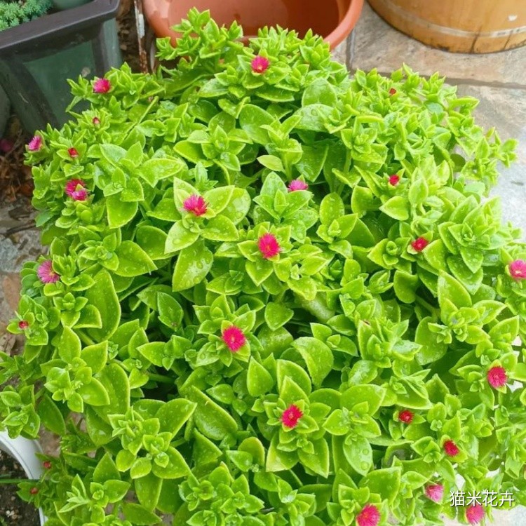 牡丹吊兰 (14).jpg
