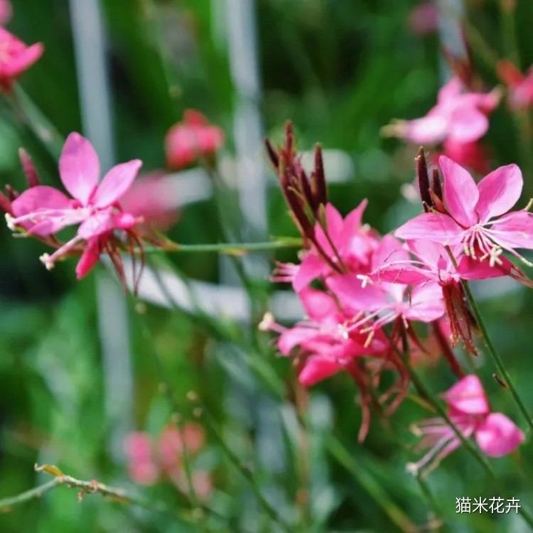 千鸟花 (13).jpg