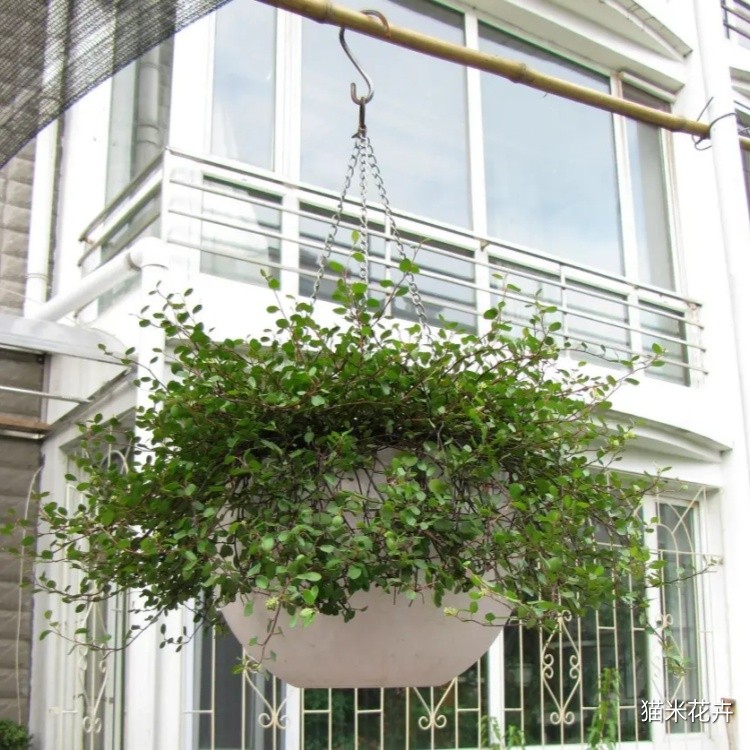 千叶兰  (6).jpg