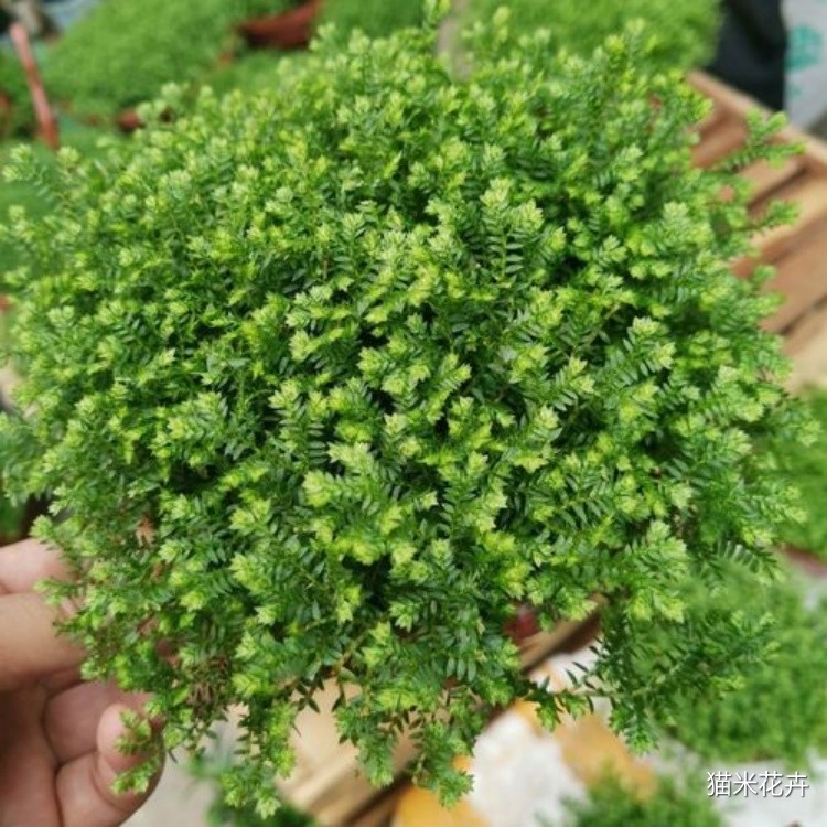 青龙草 (3).jpg