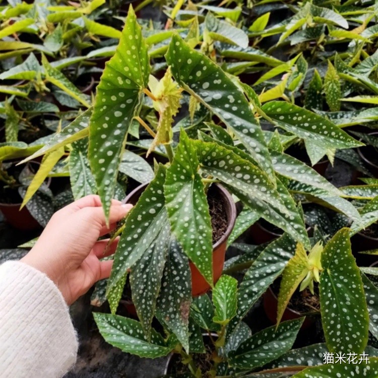 秋海棠 (8).jpg