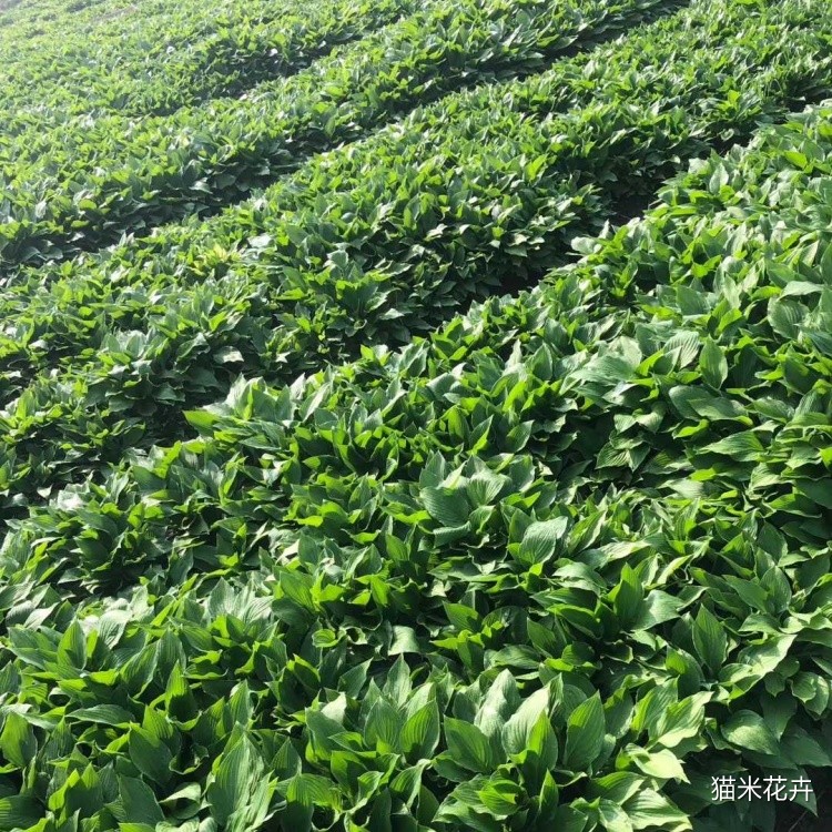 青叶玉簪 (7).jpg
