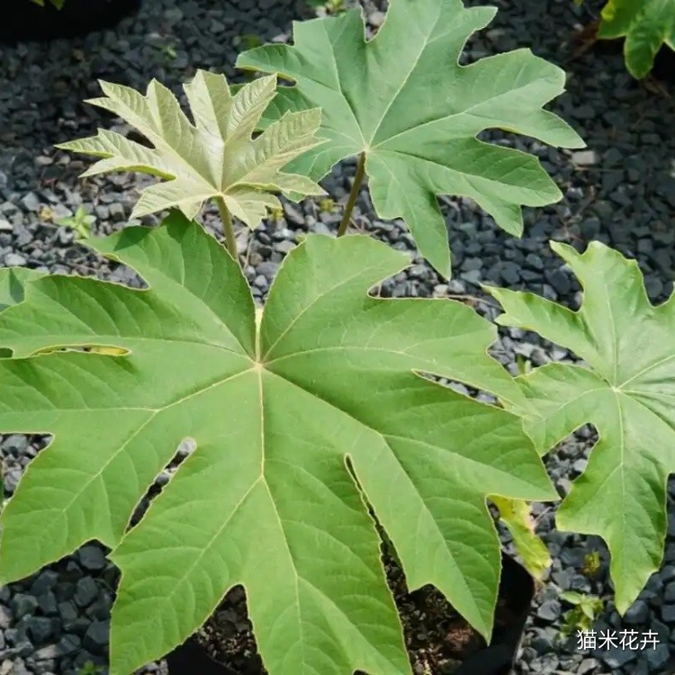 通脱木 (9).jpg