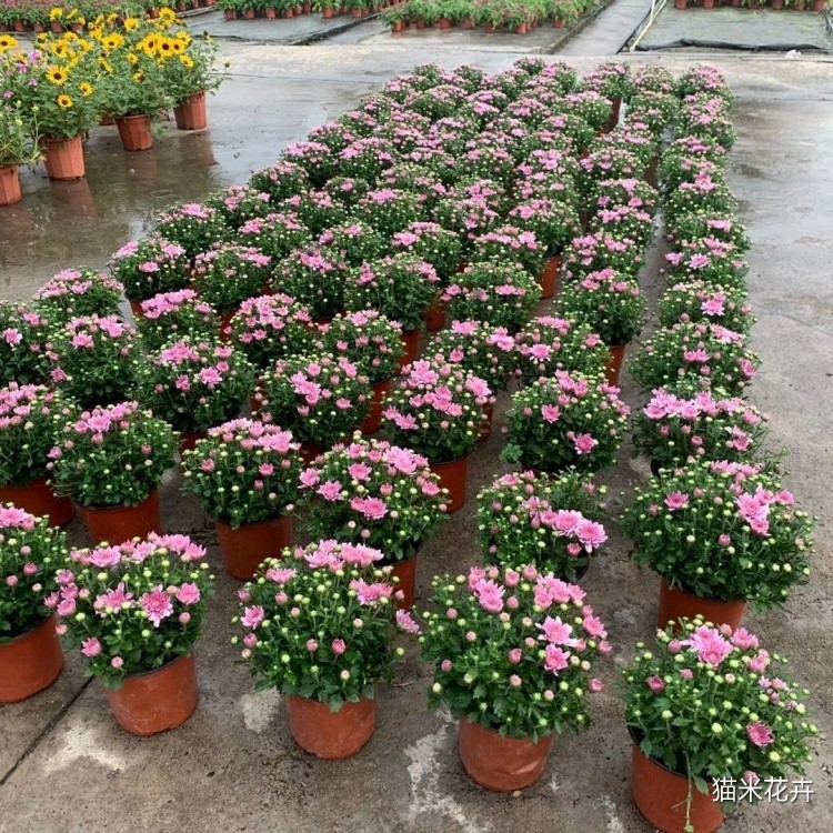 球菊 (8).jpg