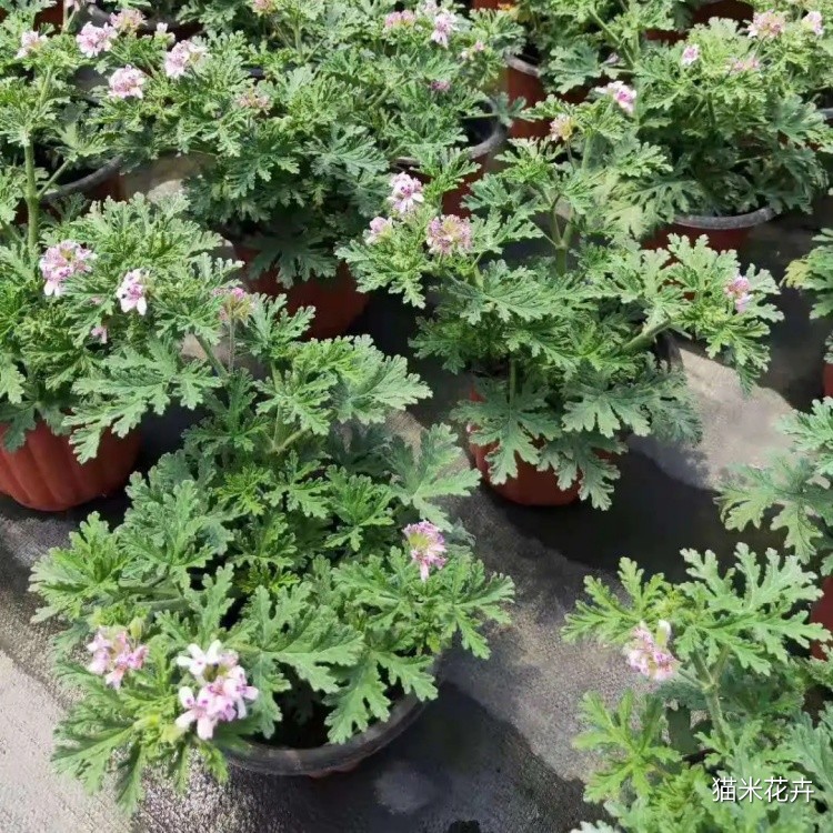 驱蚊草 (13).jpg