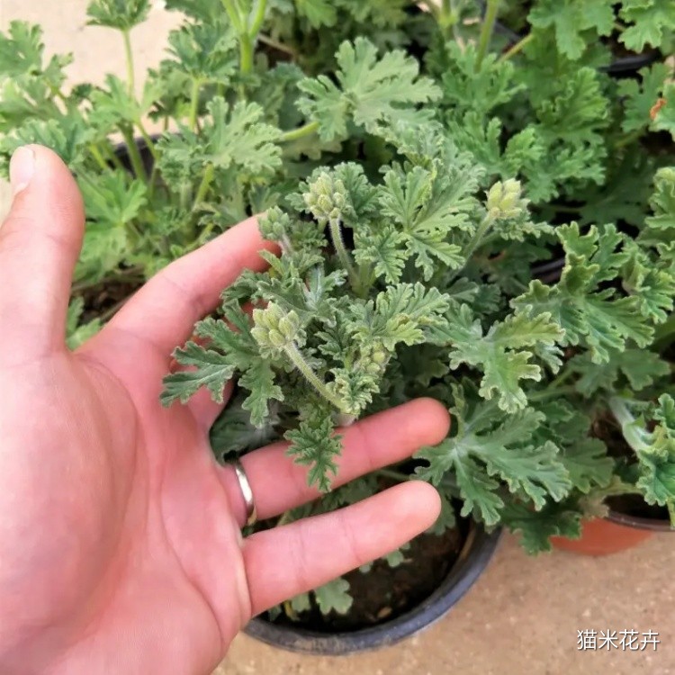 驱蚊草 (10).jpg