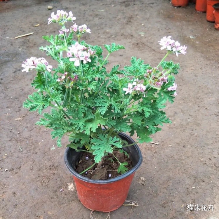 驱蚊草