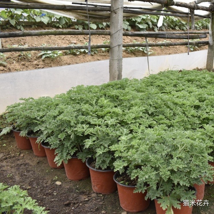 驱蚊草 (7).jpg