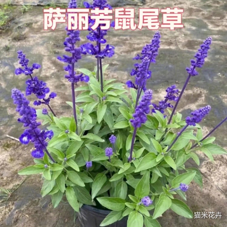 萨利芳鼠尾草